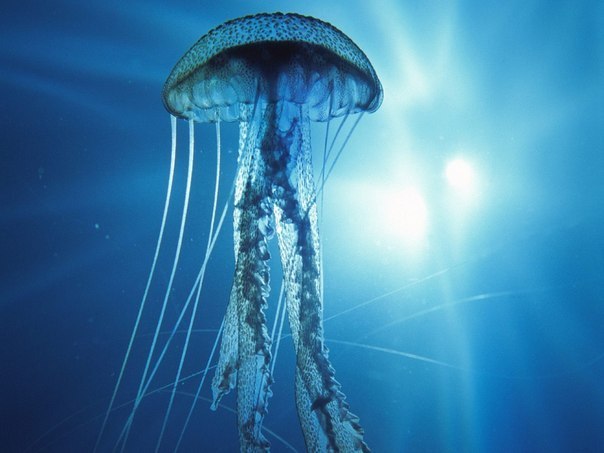 Самое ядовитое животное в мире — кубомедуза. У этой медузы 60 щупалец , длина каждого из которых составляет порядка 4,5 метра. Эти щупальца содержат количество яда , способное убить 60 взрослых людей.