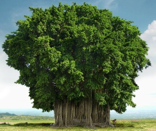 Великий баньян - дерево с самой большой в мире площадью кроны. Находится в Индийском ботаническом cаду в Хауре. Баньян, или, как его еще называют, дерево-лес, имеет не один, а тысячи стволов.