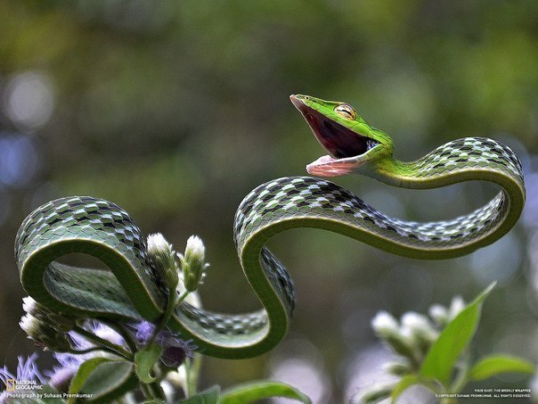 самая красивая из змей — ядовитая змея, найденная в Индии.