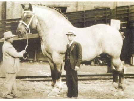 Самый крупный конь, занесенный в книгу рекодов Гинесса.