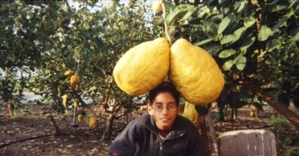 Самый тяжелый лимон в мире весил 5 кг 265 г и был выращен Аароном Шемелем на ферме в Кфар Зейтим, Израиль.