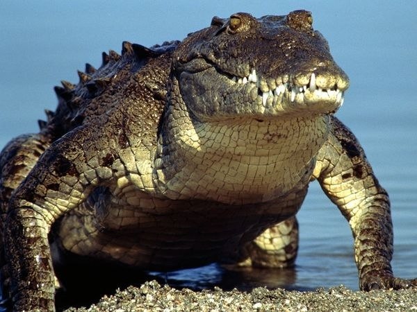 Самого большого крокодила поймали в республике Бурунди (государство в 