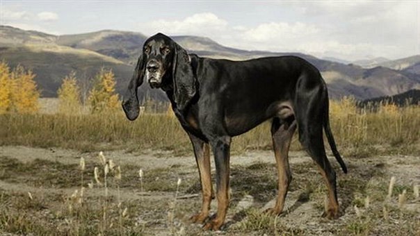 Новая собака с самыми длинными ушами в мире отмечена Книгой рекордов Гиннеса