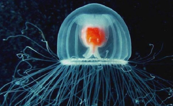 Медуза Turritopsis nutricula — единственное бессмертное существо на планете