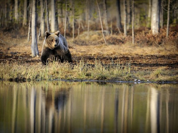 Медведь, Финляндия