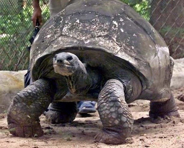 самым старым животным в мире признана 178-летняя черепаха