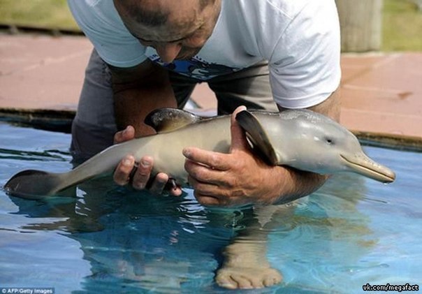 Как выглядит детёныш дельфина.