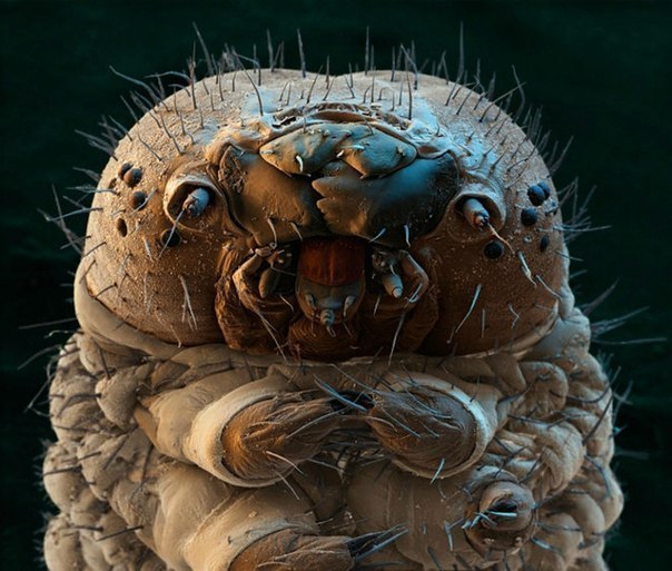 Гусеница под микроскопом