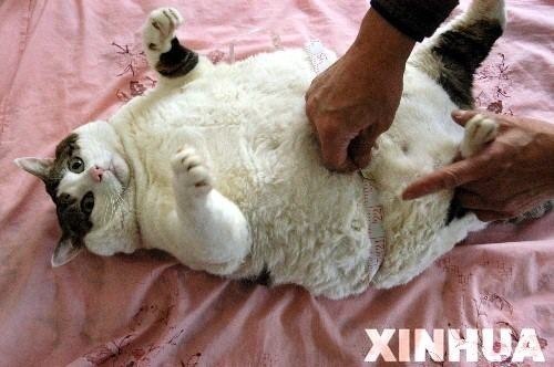 Это самый толстый в мире кот. Живет в Китае, весит 15 килограмм и съедает килограмм мяса в сутки.
