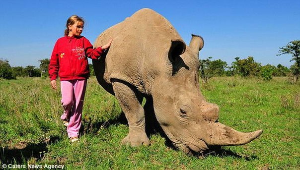 У девочки из Кении домашнее животное – дикий носорог.