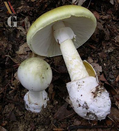 Самый ядовитый гриб - бледная поганка.