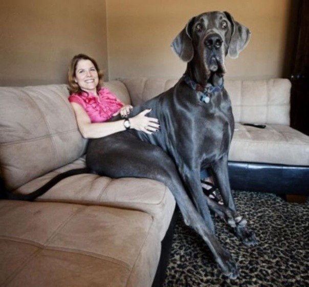 Голубой дог по кличке George (Джорж) - является самой большой собакой в мире. Ему всего 4 года, его вес 110 кг, длина лапы 109 см, а длина от хвоста до носа 221 см.