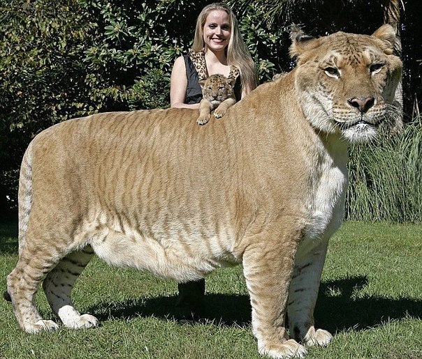 Самая крупная большая кошка на Земле - Лигр. Это гибрид, потомок льва и тигрицы. Внешне лигр схож с гигантским вымершим пещерным львом. Один из самых крупных в мире лигров – Геркулес из Майами.