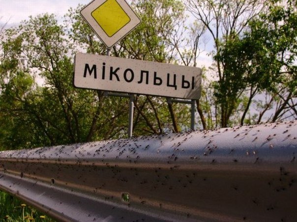 Нашествие комаров на деревню в Беларуси.