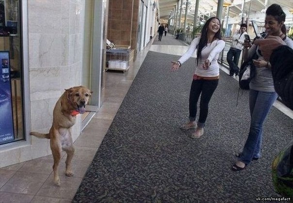 Эта собака родилась без передних лап. Но научилась ходить как человек на задних.