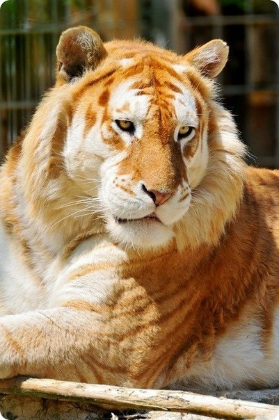 Золотой тигр. 