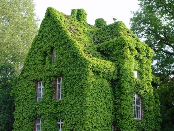 Самый озелененный дом в мире