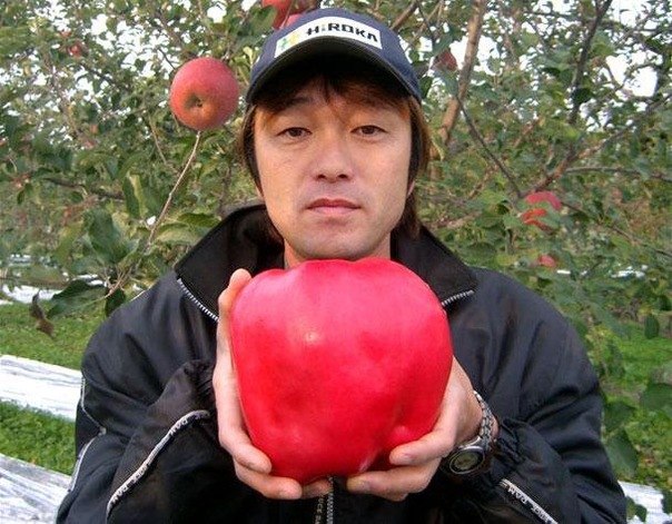 Яблоко весом 1.849 кг вырастил Чисато Ивасаки (Япония). Самое большое яблоко в мире!