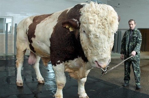 Самый большой бык-осеменитель Репп весит 1,5 тонны.