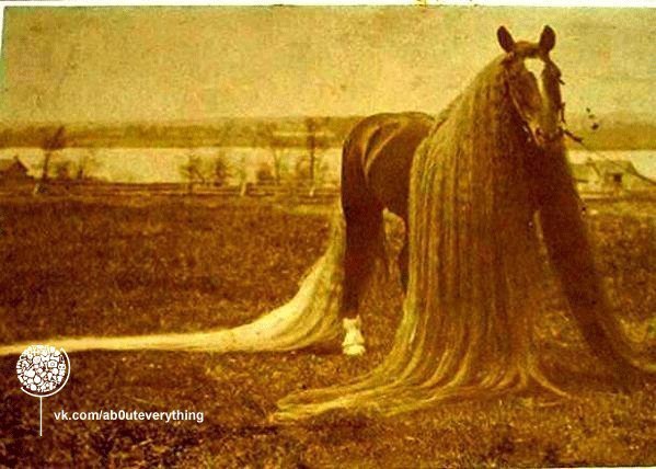 Линус - самая длинногривая и длиннохвостая лошадь в мире.