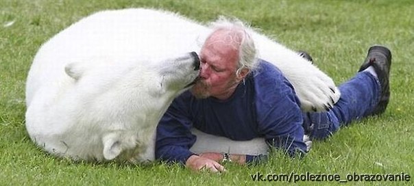 Профессиональный дрессировщик Марк Эббот Думас — единственный человек в мире, способный находиться в такой непосредственной близости от полярного медведя. 