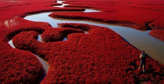 Красный пляж в Китае.