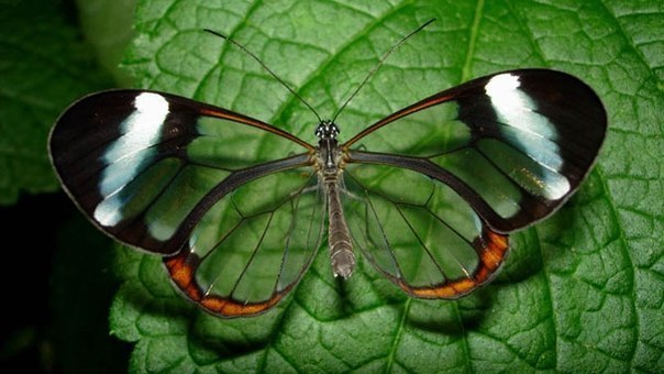 Бабочка с прозрачными крыльями.