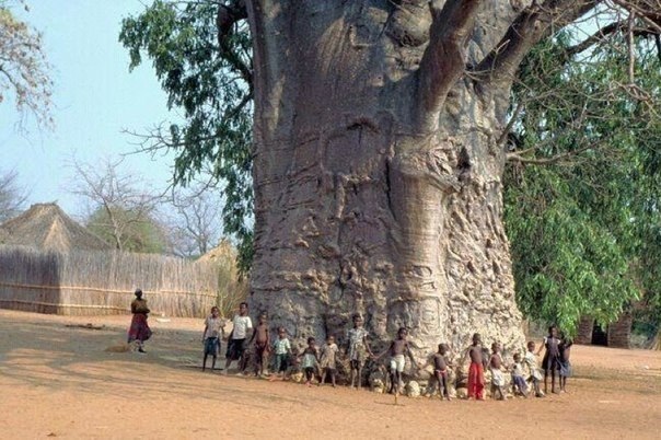 Дерево баобаб в Египте