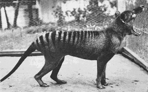 Бенжамин - последний известный тилацин (тасманийский волк), 1933 г.