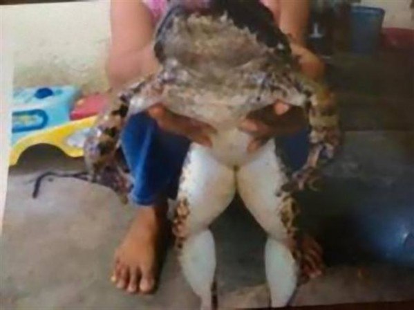 В Малайзии нашли лягушку размером с семилетнего ребёнка