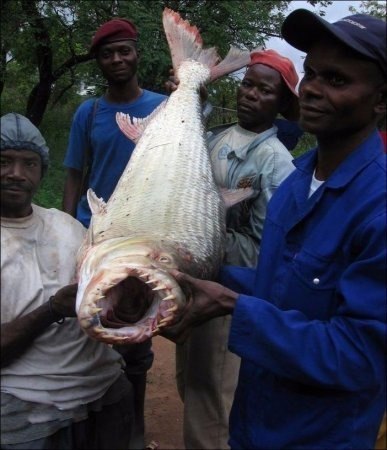 Тигровая рыба Голиаф – самая страшная из пресноводных рыб в мире.