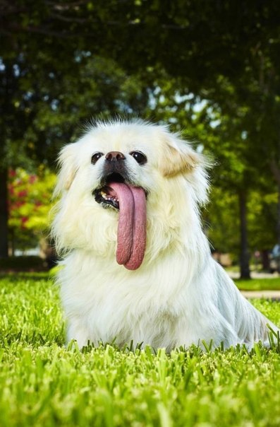 Пагги, десятилетний пикиннес, стал рекордсменом Книги рекордов гиннеса за самый длинный язык в мире среди собак.