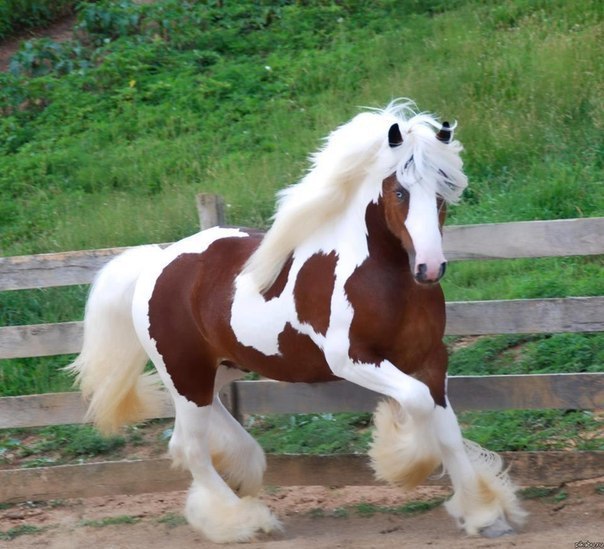 Самая красивая лошадь