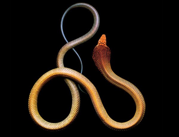 Королевская кобра — самая длинная ядовитая змея в мире.