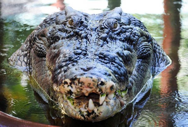 Кассий Клэй, австралийский морской крокодил, был объявлен Книгой рекордов Гиннеса самым большим крокодилом, живущим в неволе. Его длина составляет 5,47 м...  Самый большой крокодил живущий в неволе.