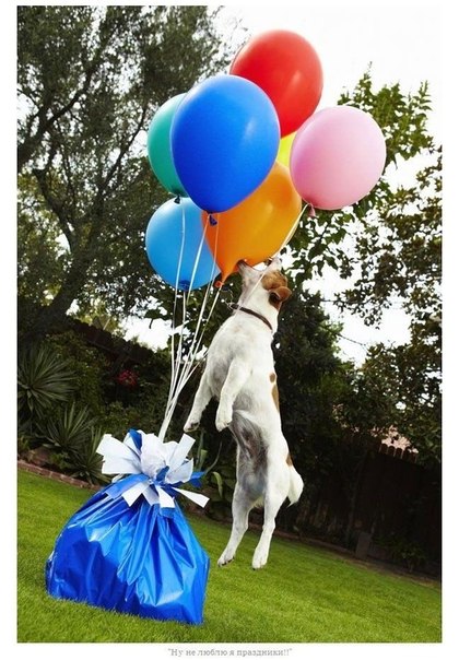 Терьер Анастасия из Австралии попала на страницы книги рекордов Гиннеса 2011 благодаря тому, что умеет быстрее других лопать воздушные шары. Ее рекорд - за 44,49 секунд ей удалось лопнуть 100 воздушных шаров.