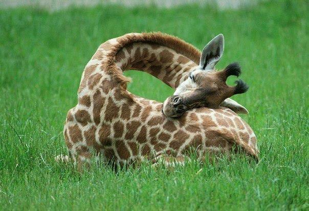 Вот так спят жирафы.