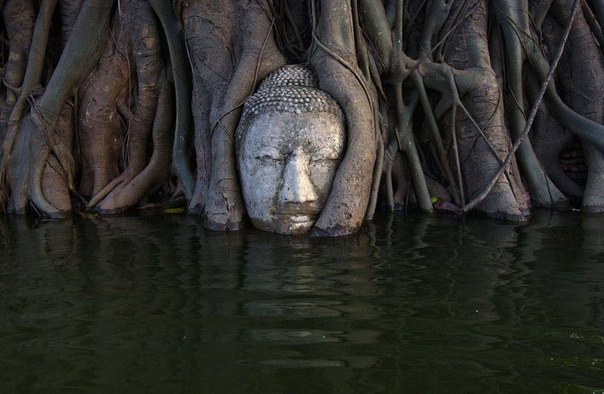Голова Будды в корнях дерева, частично затопленного во время наводнения в древней столице Таиланда Аюттхае, 6 ноября 2011 года.