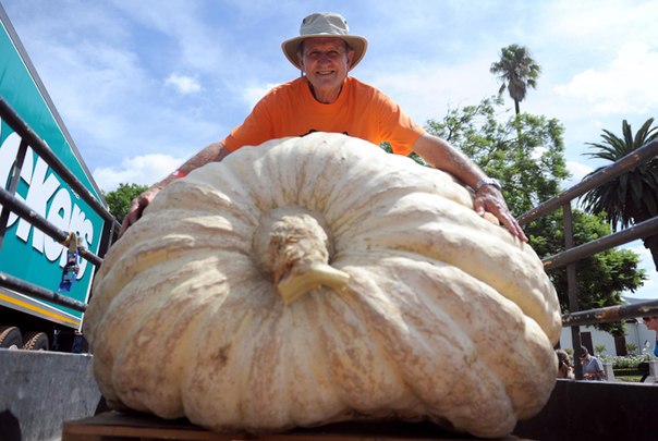 Местный фермер Йохан дю Плесси вырастил гигантскую тыкву весом в 417,5 килограммов.