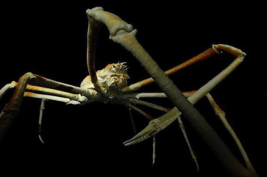 Японский краб-паук — один из самых крупных представителей членистоногих: длина тела (головогруди без ног) до 37 см, с ногами до 4 м. Питается моллюсками и остатками животных; живёт, предположительно до 100 лет. Используется в пищевых, научных и декоративных целях, часто содержится в крупных аквариумах.