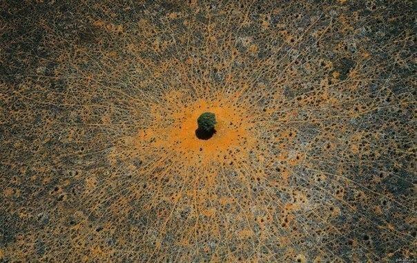 "Дерево жизни" в кенийской пустыне. Почти все тропки животных ведут к нему.