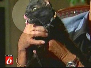 В США в штате Северная Каролина живет кот с двумя языками. Считается, что это единственный такой кот в мире. Кота зовут Пять Пальцев, потому что у него на всех лапах по 5 пальцев. Обычно у кошек по 4 пальца на передних лапах и по 5 - на задних.