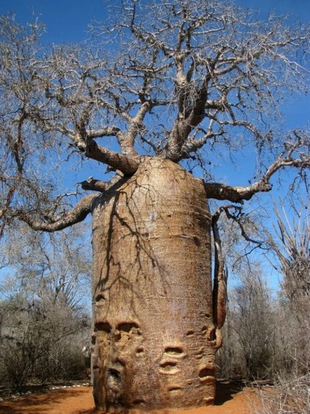 Этот баобаб растёт на Мадагаскаре и известен под названием "баобаб-чайник". Так его назвали из-за визуального сходства с чайником (как видно по фотографиям). Возраст этого дерева – около 1200 лет. Особо любопытствующие даже подсчитали, какой объём воды может вместить этот "чайник" – порядка 117 тысяч литров.