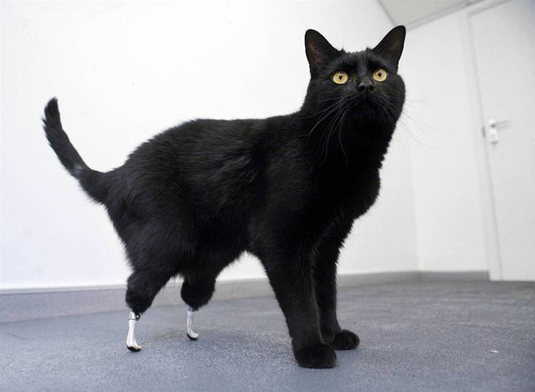 Оскар - самый мужественный кот из Суррея, Англия. Он потерял задние лапы, и хирурги заменили их протезами.