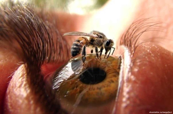Самое безумное фото: пчела на глазу!