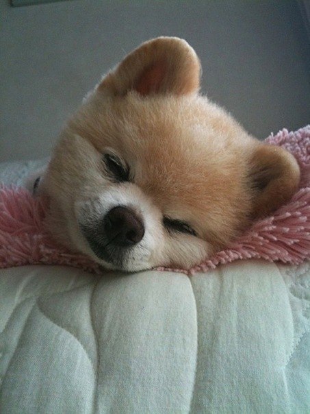 Шунсуке – самый очаровательный пес Японии. Нравится песик? :)