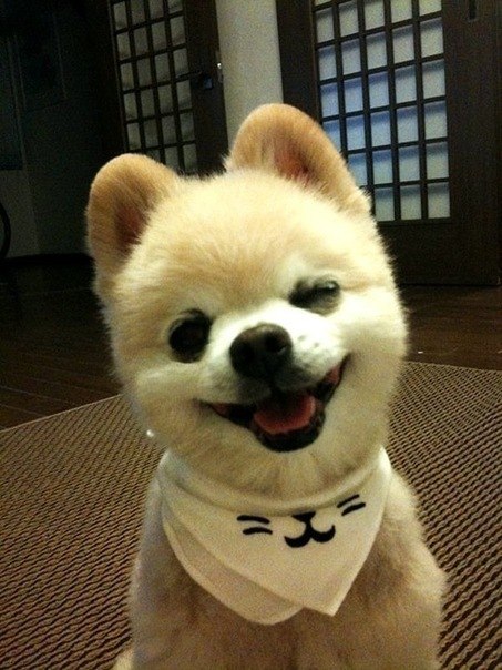 Шунсуке – самый очаровательный пес Японии. Нравится песик? :)