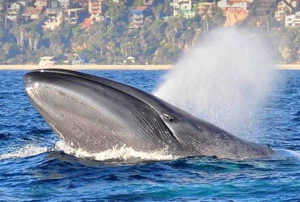 Язык голубого кита весит больше, чем слон.