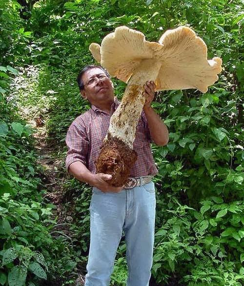 Гриб, найденный и изученный китайскими микологами, вымахал в длину на 85 сантиметров при ширине 55-60 см. Учёные полагают, что этот выдающийся представитель грибного царства рос, по меньшей мере, 10 лет.