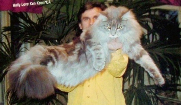 Самый большой кот в мире и самый пушистый. Он весит 70 кг. Его зовут Bigri.